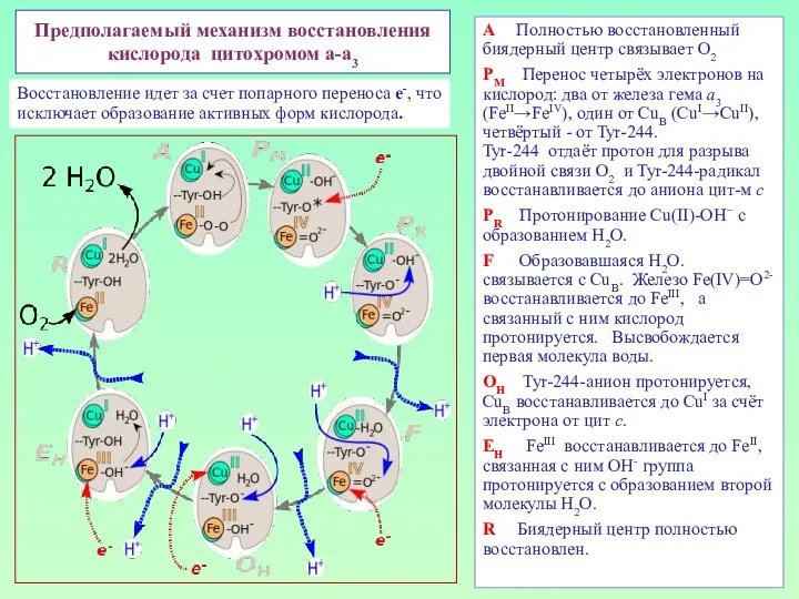 Предполагаемый механизм восстановления кислорода цитохромом а-а3 A Полностью восстановленный биядерный