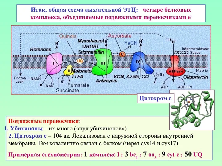 Итак, общая схема дыхательной ЭТЦ: четыре белковых комплекса, объединяемые подвижными