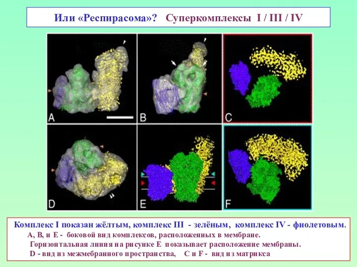 Или «Респирасома»? Суперкомплексы I / III / IV Комплекс I