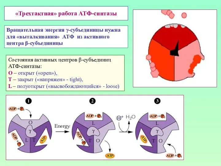 «Трехтактная» работа АТФ-синтазы Состояния активных центров β-субъединиц АТФ-синтазы: О –