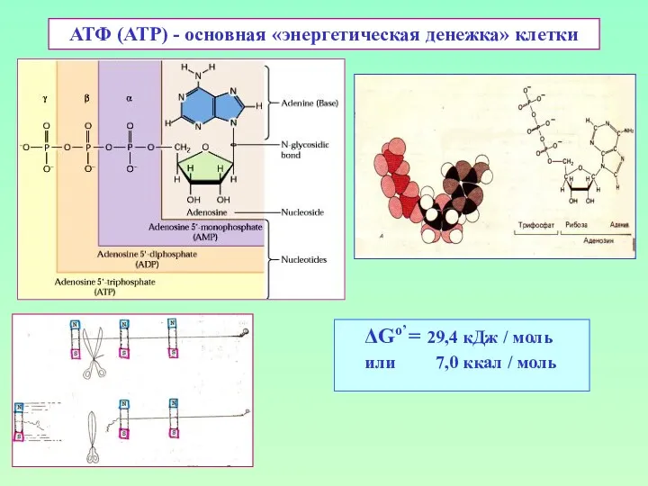 АТФ (ATP) - основная «энергетическая денежка» клетки ΔGo’ = 29,4