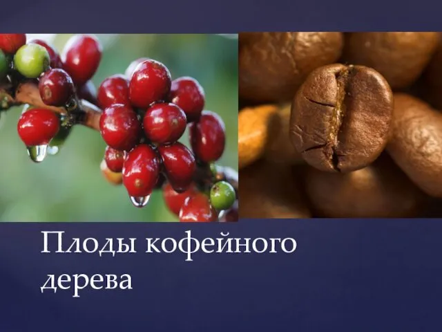 Плоды кофейного дерева