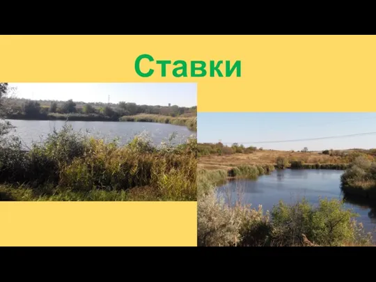 Ставки