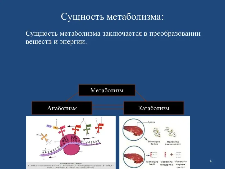 Сущность метаболизма: Сущность метаболизма заключается в преобразовании веществ и энергии. Метаболизм Анаболизм Катаболизм