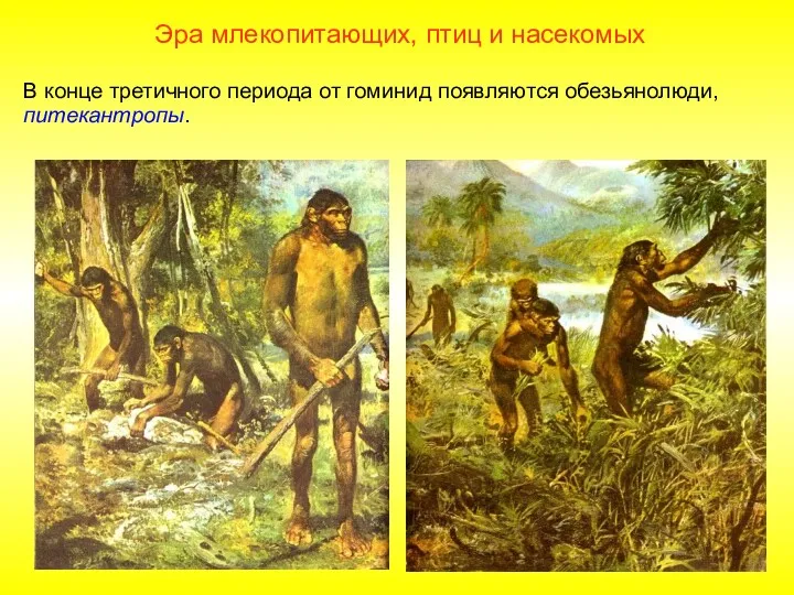 В конце третичного периода от гоминид появляются обезьянолюди, питекантропы. Эра млекопитающих, птиц и насекомых