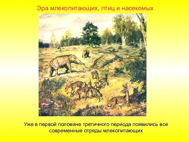 Эра млекопитающих, птиц и насекомых Уже в первой половине третичного периода появились все современные отряды млекопитающих