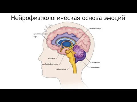 Нейрофизиологическая основа эмоций