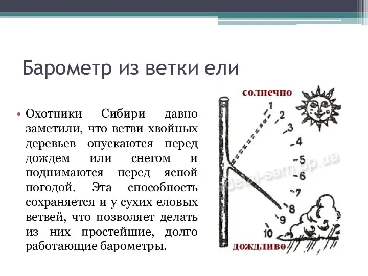 Барометр из ветки ели Охотники Сибири давно заметили, что ветви