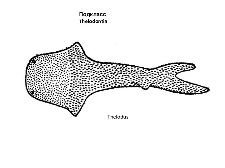 Подкласс Thelodontia Thelodus