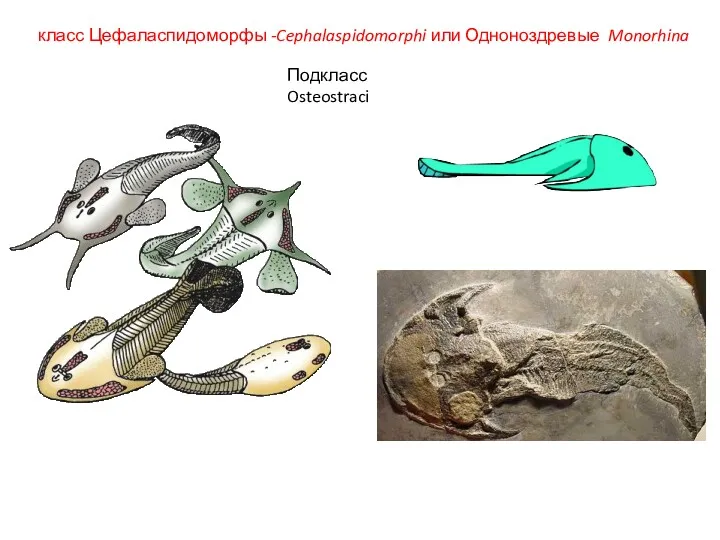 класс Цефаласпидоморфы -Cephalaspidomorphi или Одноноздревые Monorhina Подкласс Osteostraci