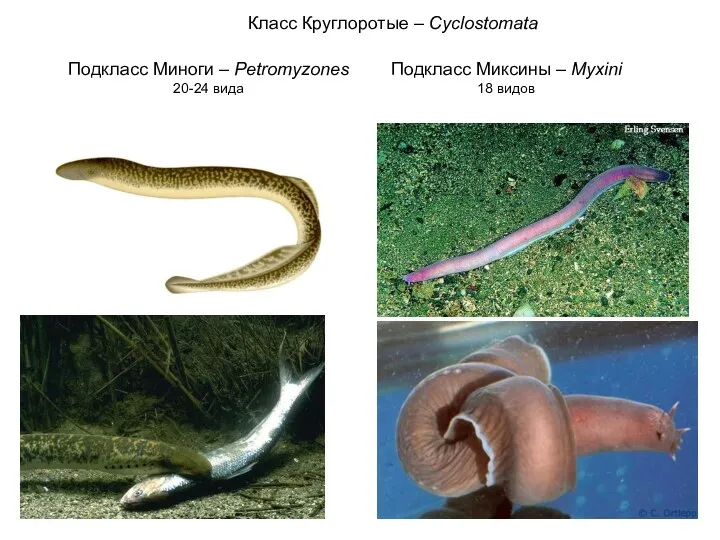 Класс Круглоротые – Cyclostomata Подкласс Миноги – Petromyzones 20-24 вида Подкласс Миксины – Myxini 18 видов