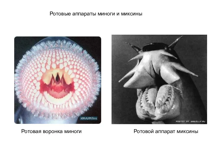 Ротовые аппараты миноги и миксины Ротовая воронка миноги Ротовой аппарат миксины