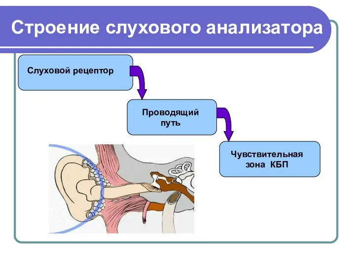 Строение слухового анализатора