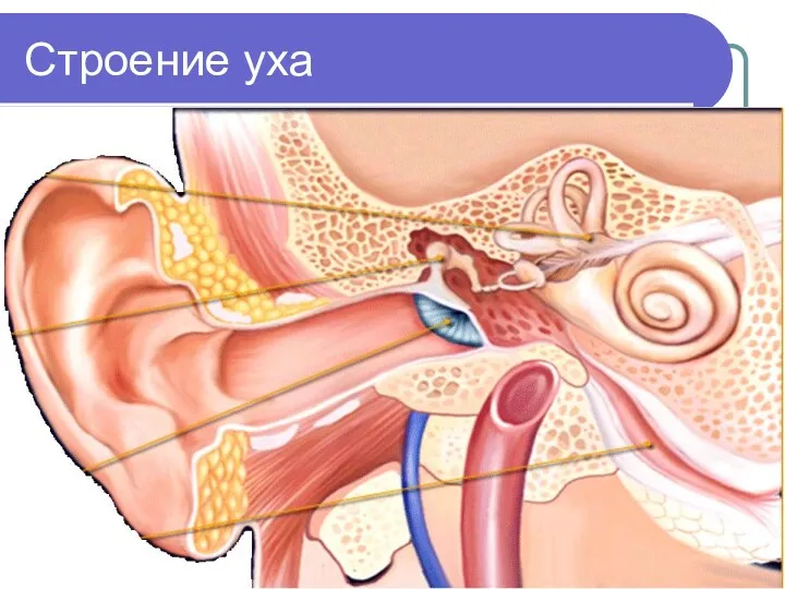 Строение уха