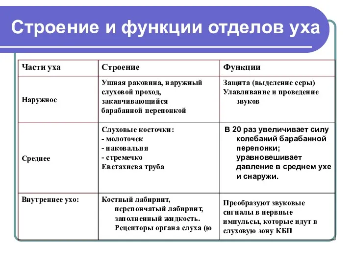 Строение и функции отделов уха