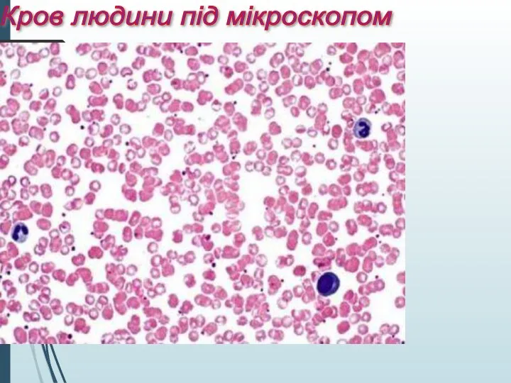 Кров людини під мікроскопом