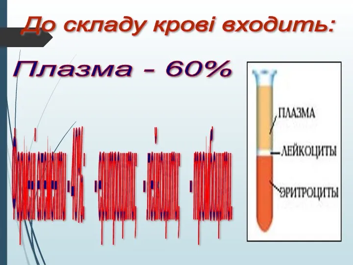 До складу крові входить: Плазма - 60% Формені елементи -