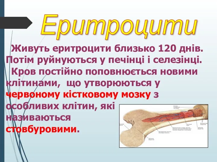 Еритроцити Живуть еритроцити близько 120 днів. Потім руйнуються у печінці