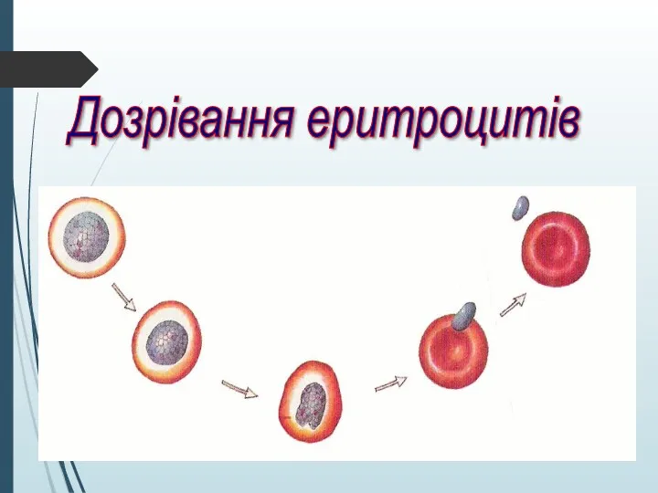 Дозрівання еритроцитів