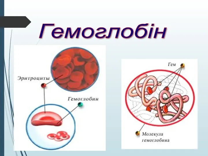 Гемоглобін