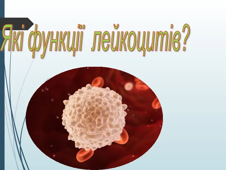 Які функції лейкоцитів?