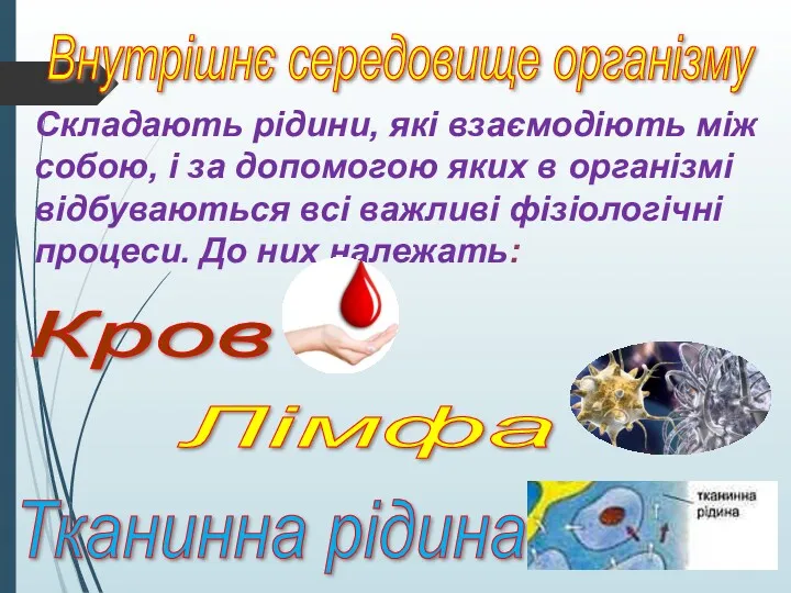 Внутрішнє середовище організму Лімфа Тканинна рідина Кров Складають рідини, які