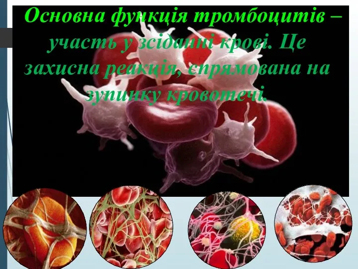 Основна функція тромбоцитів – участь у зсіданні крові. Це захисна реакція, спрямована на зупинку кровотечі.