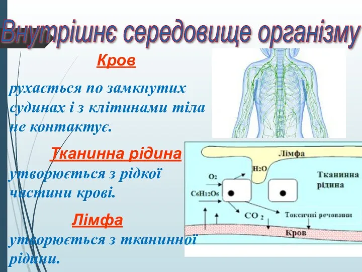 Кров рухається по замкнутих судинах і з клітинами тіла не