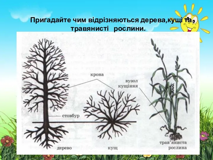 Пригадайте чим відрізняються дерева,кущі та травянисті рослини.