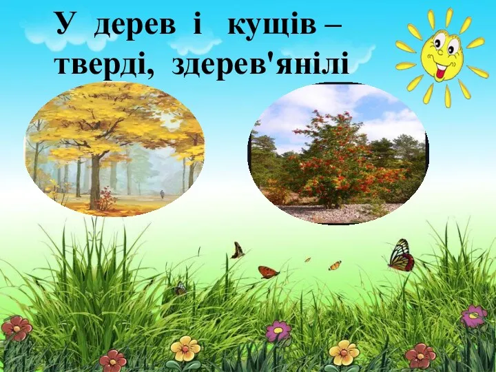 У трав'янистих рослин стебла м'які, соковиті У дерев і кущів – тверді, здерев'янілі