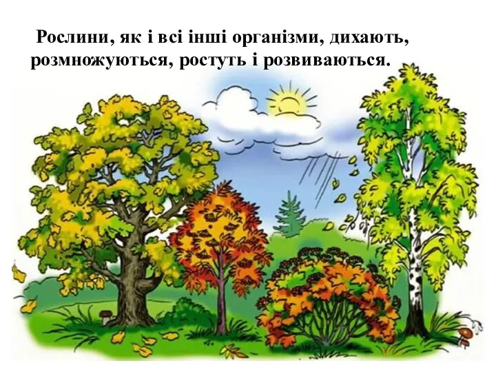 Рослини, як і всі інші організми, дихають, розмножуються, ростуть і розвиваються.