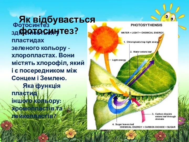 Фотосинтез здійснюється у пластидах зеленого кольору - хлоропластах. Вони містять