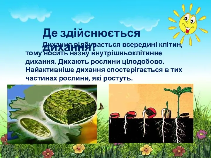 Дихання відбувається всередині клітин, тому носить назву внутрішньоклітинне дихання. Дихають