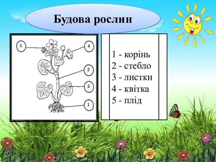 1 - корінь 2 - стебло 3 - листки 4