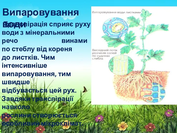 Транспірація сприяє руху води з мінеральними речо винами по стеблу