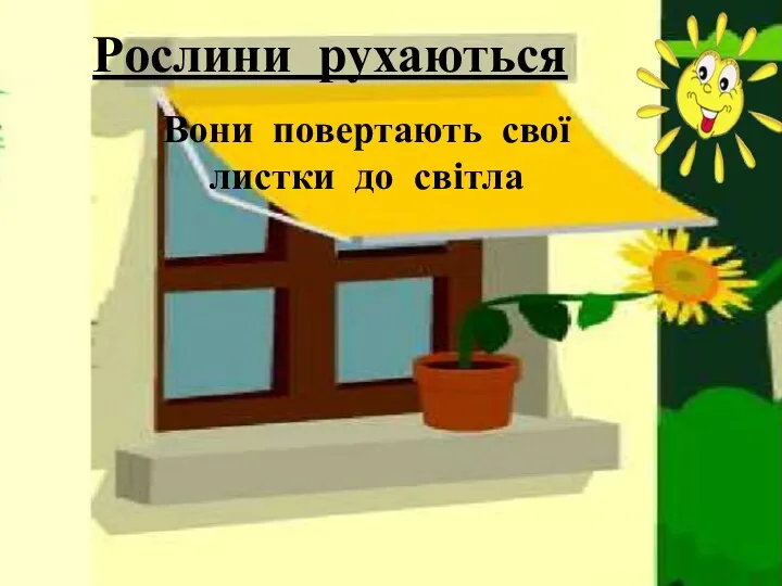 Рослини рухаються Вони повертають свої листки до світла