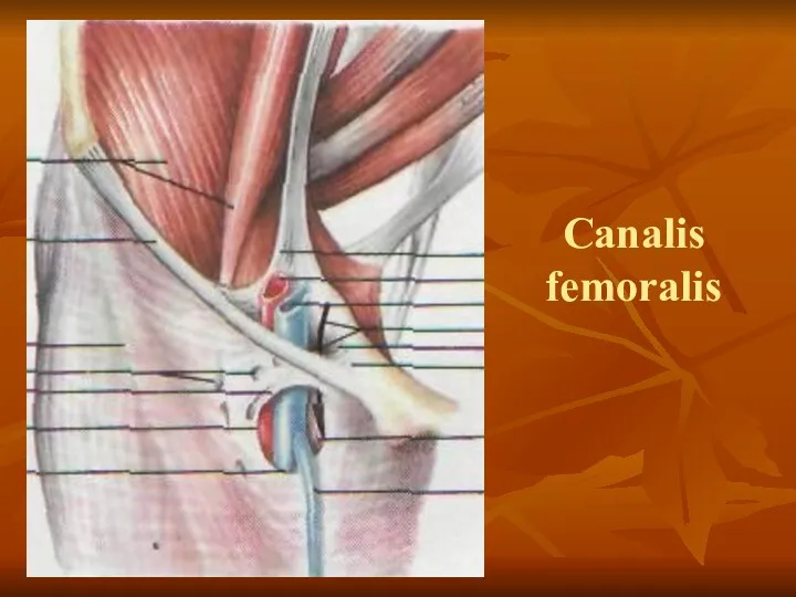 Canalis femoralis