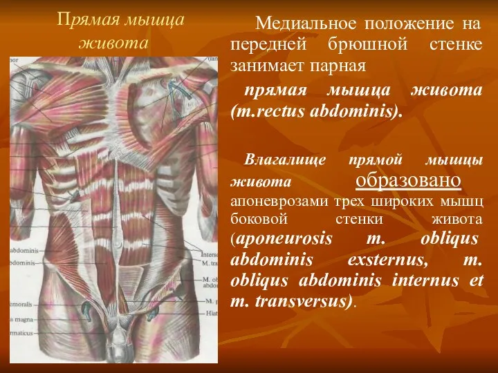 Прямая мышца живота Медиальное положение на передней брюшной стенке занимает парная прямая мышца