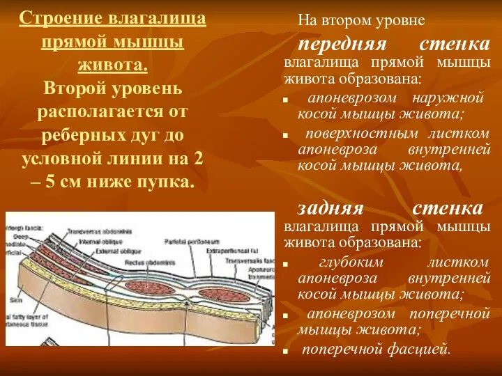 Строение влагалища прямой мышцы живота. Второй уровень располагается от реберных дуг до условной