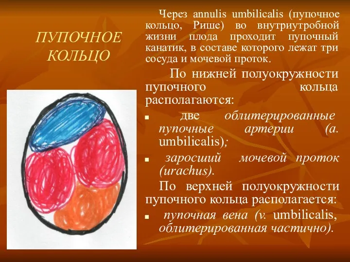 ПУПОЧНОЕ КОЛЬЦО Через annulis umbilicalis (пупочное кольцо, Рише) во внутриутробной жизни плода проходит