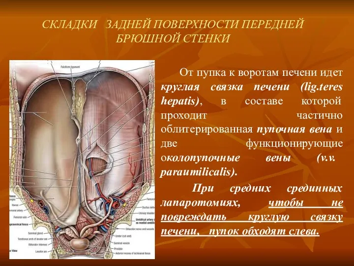 СКЛАДКИ ЗАДНЕЙ ПОВЕРХНОСТИ ПЕРЕДНЕЙ БРЮШНОЙ СТЕНКИ От пупка к воротам печени идет круглая