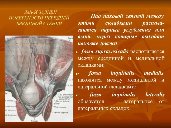 ЯМКИ ЗАДНЕЙ ПОВЕРХНОСТИ ПЕРЕДНЕЙ БРЮШНОЙ СТЕНКИ Над паховой связкой между