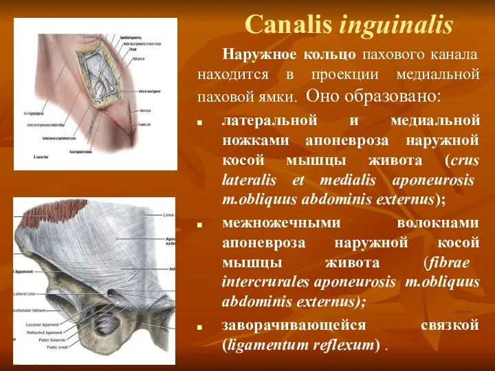 Canalis inguinalis Наружное кольцо пахового канала находится в проекции медиальной