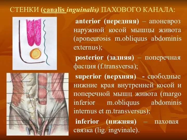 СТЕНКИ (canalis inguinalis) ПАХОВОГО КАНАЛА: anterior (передняя) – апоневроз наружной
