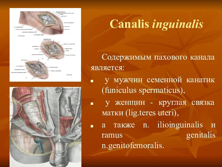 Canalis inguinalis Содержимым пахового канала является: у мужчин семенной канатик (funiculus spermaticus), у