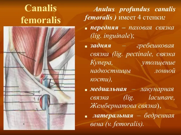 Canalis femoralis Anulus profundus canalis femoralis ) имеет 4 стенки: