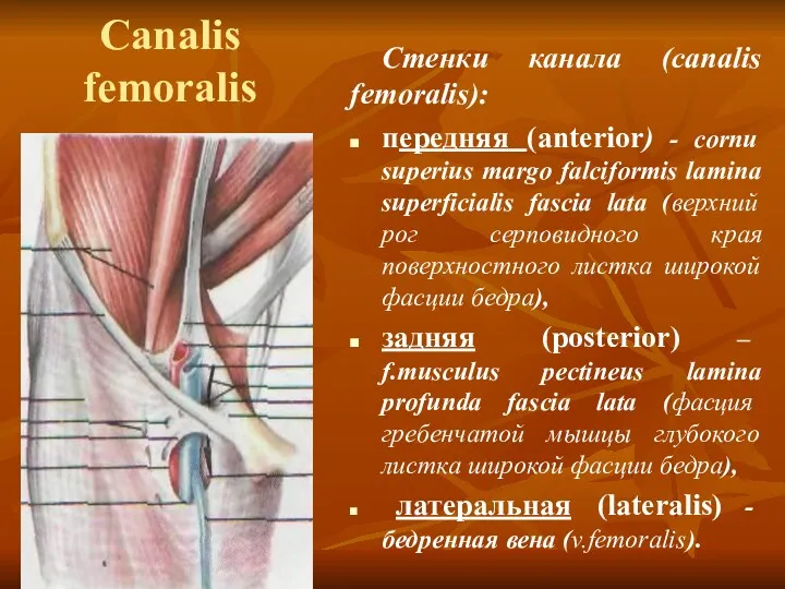 Canalis femoralis Стенки канала (canalis femoralis): передняя (anterior) - cornu superius margo falciformis