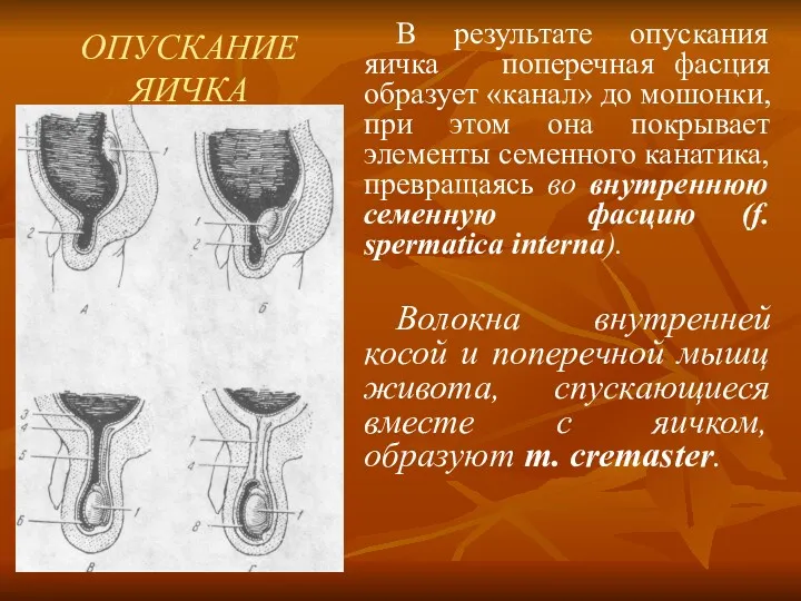 ОПУСКАНИЕ ЯИЧКА В результате опускания яичка поперечная фасция образует «канал»