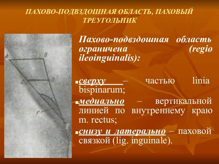 ПАХОВО-ПОДВЗДОШНАЯ ОБЛАСТЬ, ПАХОВЫЙ ТРЕУГОЛЬНИК Пахово-подвздошная область ограничена (regio ileoinguinalis): сверху