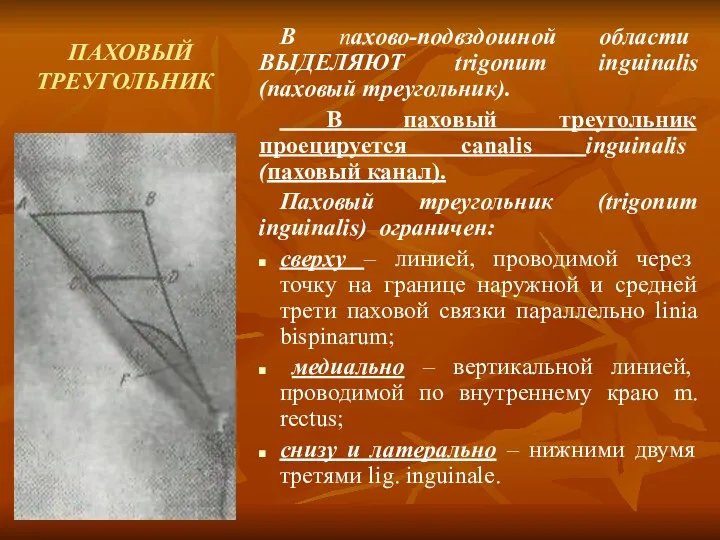 ПАХОВЫЙ ТРЕУГОЛЬНИК В пахово-подвздошной области ВЫДЕЛЯЮТ trigonum inguinalis (паховый треугольник). В паховый треугольник